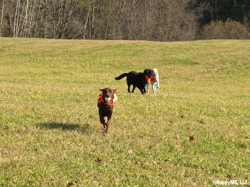There was free-frolicking, ball play and general goofing around as we traversed the open field and headed into the woods.