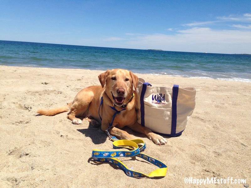 A dogs just gotta have beach time - Bay View Beach, Saco. Follow the posted rules on-leash between 9 and 5pm.