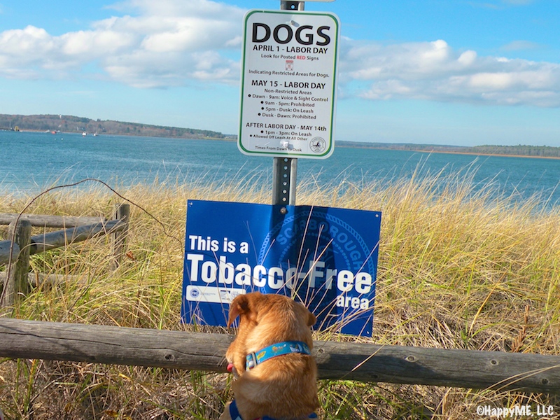 Ted checks out the Scarborough area beach rules.